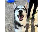 Adopt Max a Black Siberian Husky / Mixed dog in El Paso, TX (38887407)