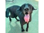 Adopt Buddy a Black Labrador Retriever / Mixed dog in El Paso, TX (38972541)