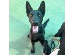 Adopt Bella a Black German Shepherd Dog / Mixed dog in El Paso, TX (38972542)