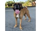 Adopt Agatha a Brown/Chocolate Boxer / Mixed dog in El Paso, TX (38984326)