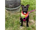 Adopt Guppie a Black Boston Terrier / Pit Bull Terrier / Mixed dog in Fairfax