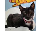 Adopt Ashe 24171 (Dark Pink Collar) a All Black Domestic Shorthair / Mixed cat