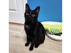 Adopt Apple Cider a All Black Domestic Shorthair / Mixed cat in Austin