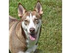 Adopt Crim a Brown/Chocolate Siberian Husky / Mixed dog in Columbus