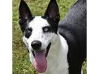 Adopt Buzz a Black Siberian Husky / Mixed dog in Columbus, NC (38971274)