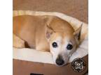 Adopt Spike a Tan/Yellow/Fawn Parson Russell Terrier / Mixed Breed (Small) /