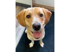 Adopt Canyon a Mixed Breed (Medium) / Mixed dog in Lagrange, IN (38976334)