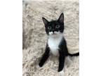 Adopt Ruffian a Black & White or Tuxedo Domestic Shorthair (short coat) cat in
