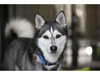 Adopt Murphy a Black Husky / Mixed dog in Colorado Springs, CO (38854057)