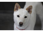 Adopt Dolly a White Shiba Inu / Mixed dog in Colorado Springs, CO (38854229)