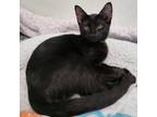 Adopt Zeref (Green Collar) 24432 a All Black Domestic Shorthair / Mixed cat in