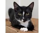 Adopt Atlas (Tan Collar) 24298 a All Black Domestic Shorthair / Mixed cat in