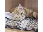 Adopt Sonny a Orange or Red Domestic Shorthair / Mixed cat in East Smithfield