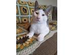 Adopt Yin Kitty a White (Mostly) Domestic Shorthair / Mixed (short coat) cat in