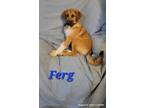Adopt Ferg a Tan/Yellow/Fawn - with White Great Pyrenees / German Shepherd Dog /