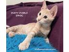 Adopt Dusty Diablo (DD) a Domestic Shorthair / Mixed (short coat) cat in Spring