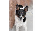 Adopt Lucky a White Australian Cattle Dog / Mixed dog in Espanola, NM (38989568)