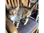 Adopt Mamacita a Orange or Red Domestic Shorthair / Mixed cat in Marion