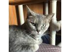Adopt Taffy a Tortoiseshell Domestic Shorthair / Mixed cat in Marion