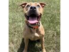 Adopt Bebop a Tan/Yellow/Fawn Mixed Breed (Medium) / Mixed dog in Jacksonville