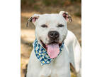 Adopt Pedro (Main Campus) a White American Pit Bull Terrier / Mixed dog in
