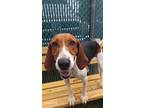 Adopt Shannah a Tricolor (Tan/Brown & Black & White) Hound (Unknown Type) /
