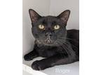 Adopt Roger a All Black Domestic Shorthair / Domestic Shorthair / Mixed cat in
