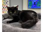 Adopt Katsu a All Black Domestic Shorthair / Domestic Shorthair / Mixed (short