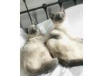 Adopt Coco & Cairo a Cream or Ivory Siamese / Mixed (medium coat) cat in