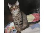 Adopt Sheen (Photos 7/27/2023) a Brown Tabby Domestic Shorthair (short coat) cat
