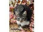 Adopt Amelia a Brown Tabby Domestic Shorthair / Mixed cat in Stockton