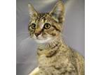Adopt Duva a Gray, Blue or Silver Tabby Domestic Shorthair cat in Evansville
