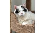 Adopt Jack a Domestic Longhair / Mixed (short coat) cat in Cumberland