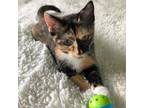 Adopt Cali a Calico or Dilute Calico Domestic Mediumhair / Mixed cat in Houston