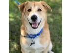 Adopt Maddie a Tan/Yellow/Fawn Golden Retriever / Mixed dog in St.