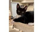 Adopt Phil a Domestic Shorthair / Mixed (short coat) cat in Lawrenceville