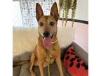 Adopt Wren a Brown/Chocolate German Shepherd Dog / Mixed dog in Austin