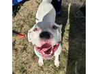 Adopt Mufasa a White - with Tan, Yellow or Fawn Pit Bull Terrier / Mixed dog in