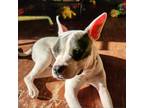 Adopt Simba a White - with Tan, Yellow or Fawn Pit Bull Terrier / Mixed dog in