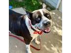 Adopt Big Mac a Black Pit Bull Terrier / Cattle Dog / Mixed dog in Shawnee
