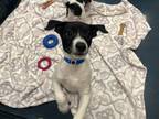 Adopt Snoopy a White Border Collie / Rat Terrier / Mixed dog in Chandler