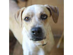 Adopt Country a Tan/Yellow/Fawn Catahoula Leopard Dog / Mixed dog in Lihue