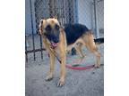 Adopt Ella Mai a Black German Shepherd Dog / Mixed dog in Fresno, CA (38860602)