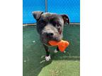 Adopt Tony a Black American Pit Bull Terrier / Mixed dog in Shelby