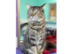 Adopt Scarlet a Brown or Chocolate Domestic Mediumhair / Domestic Shorthair /