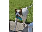 Adopt Mackie a White American Pit Bull Terrier / Mixed dog in Newport News