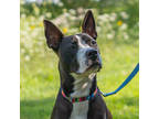Adopt Darla a Black American Pit Bull Terrier / Mixed dog in Ann Arbor