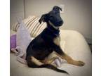 Adopt Baba a Tan/Yellow/Fawn German Shepherd Dog / Mixed dog in Fresno