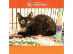 Adopt Quackers a All Black Domestic Shorthair / Mixed cat in Potsdam