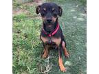 Adopt Buzz a Black Miniature Pinscher / Mixed dog in Alpine, TX (38961167)